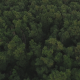 Above Forest Tree Tops at Sunset - VideoHive Item for Sale