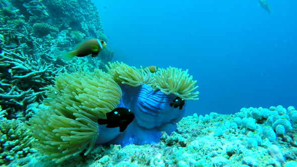 Clownfish at Coral Reef 2