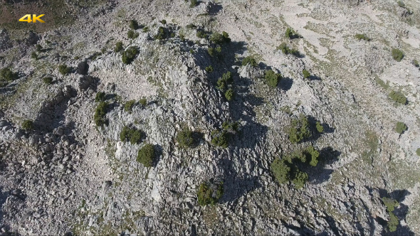 Trees on the Rocks