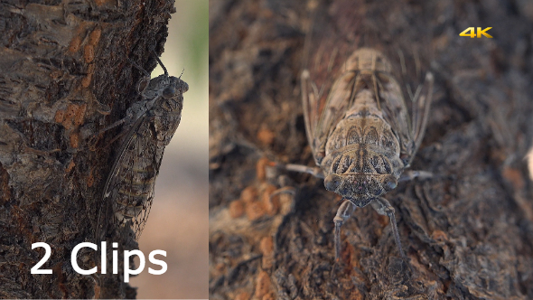 Cicada on Tree (2 Clips)
