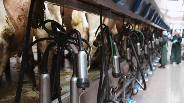 Apparatus For Automatic Milking Of Cows