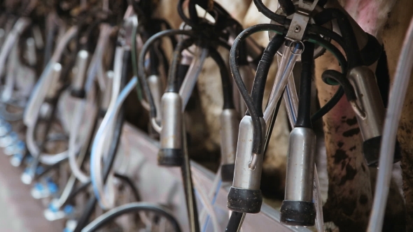 Milking Machine For Cows