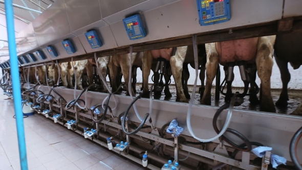 Automated Milking Of Cows