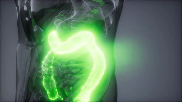 Human Colon Radiology Exam alt