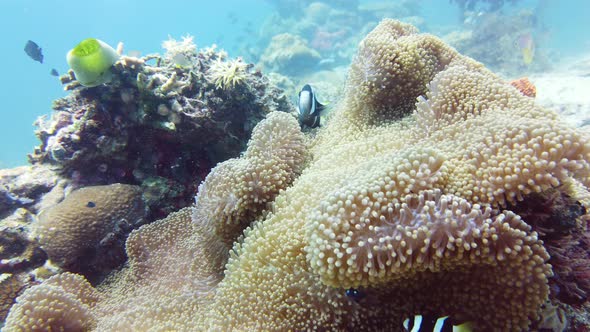 Sea Anemone and Clown Fish.