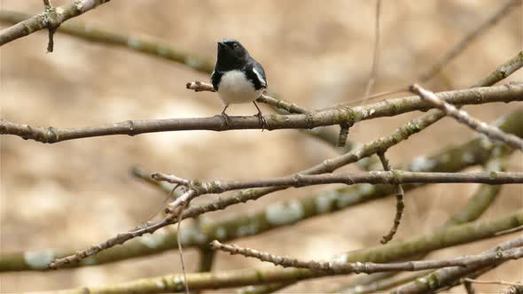 A black-throated blue warbler perched on a tree branch in Canada, medium shot