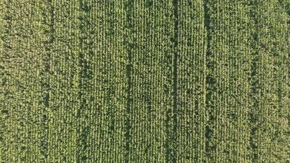 Aerial View with a Drone of a Field of Corn Flowered Perfectly Sown