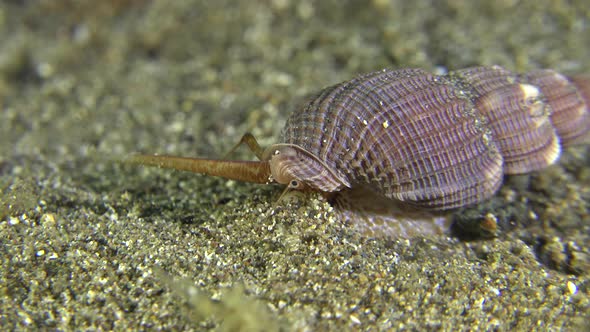 sea snail crawling over sand close up