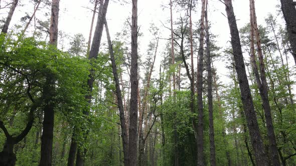 Summer Forest with Pine Trees Slow Motion