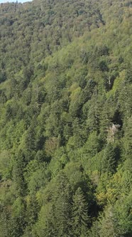 Aerial View of Trees in the Forest