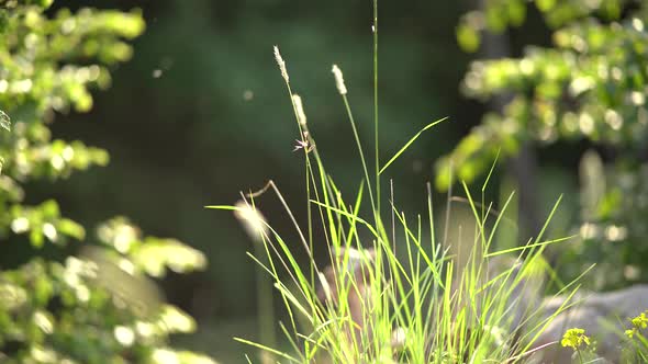 Bugs Fly Over Wildflowers in Sunlight