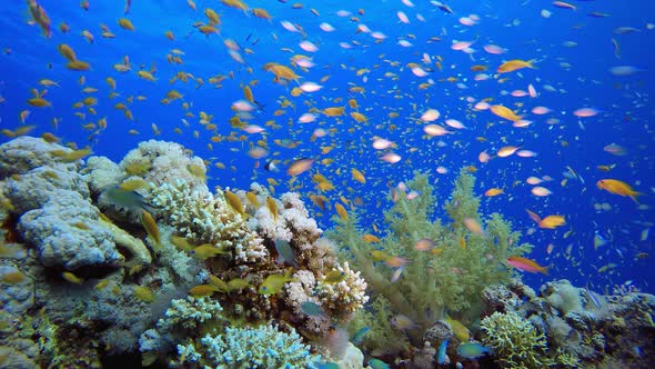 Underwater Sea Fish Tropical Reef