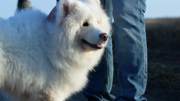 White Samoyed dog for a walk with the owner. Beautiful fluffy white dog Samoyed Laika.