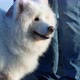 White Samoyed dog for a walk with the owner. Beautiful fluffy white dog Samoyed Laika. - VideoHive Item for Sale