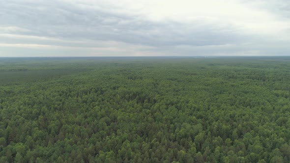 Flight Over the Green Forest