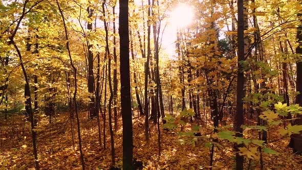 Colorful Autumn Forest Wood