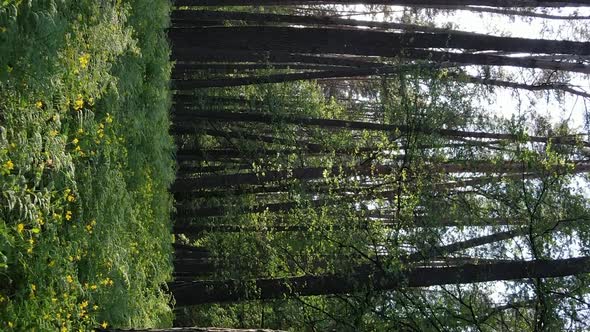 Vertical Video of a Forest with Pine Trees