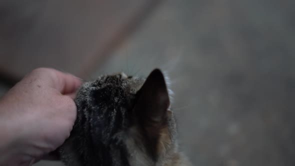 Crop man caressing furry cat