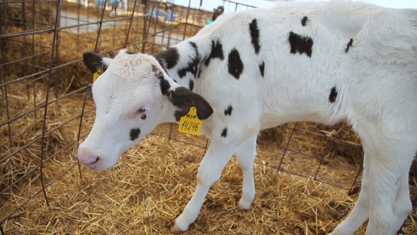 Young Calf On The Farm