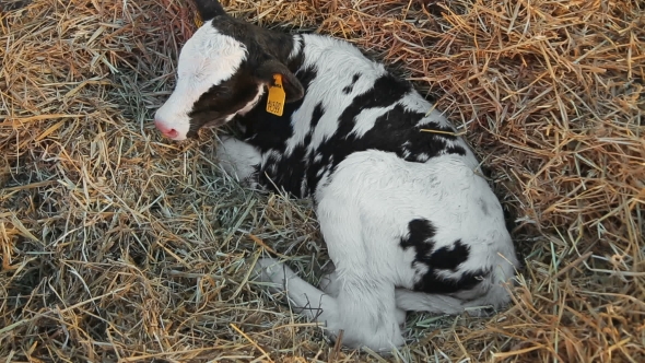 Little Calf Lying In The Hay