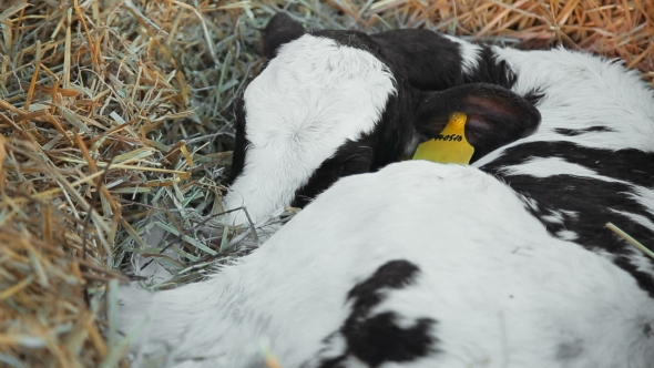 Calf Sleeps On Straw