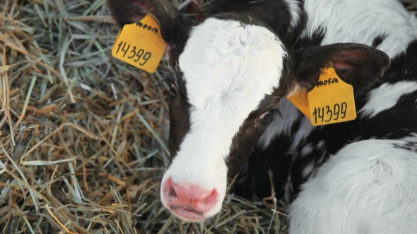 Small Farm Calf On Straw