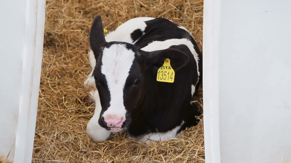 Cute Calf On Straw