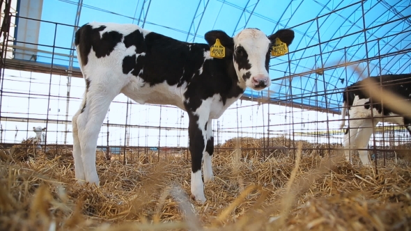 Calf in the Pen at the Farm