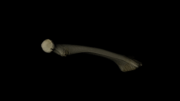 Radius Bone of Skeleton Human in Rotation