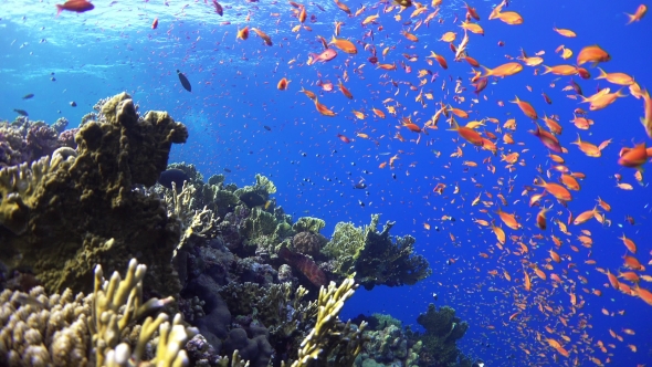 Tropical Fish on Vibrant Coral Reef