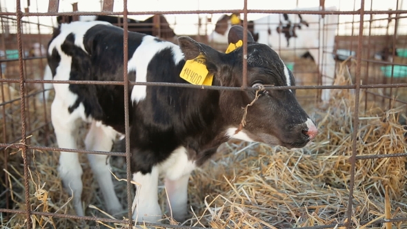 Newborn Calves On The Farm