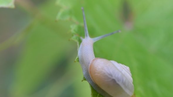 Snail In Shell Crawls Out Of Frame.