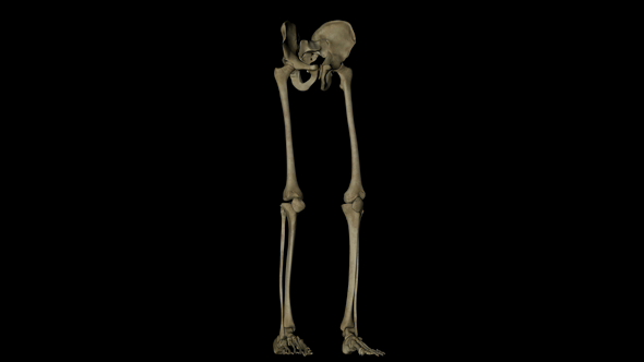Pelvis and Legs Skeleton of Human Body