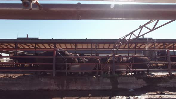 A Herd Of Cattle Drinks Water Slow Motion