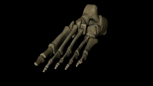 Human Foot Bones