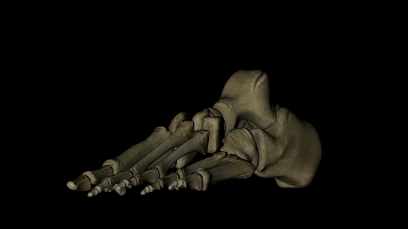 Bones of Human Foot