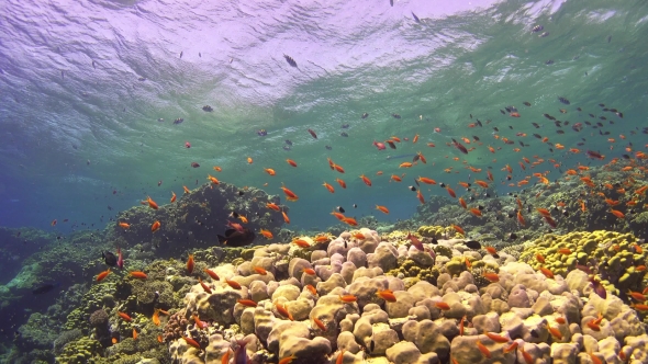 Tropical Fish On Vibrant Coral Reef