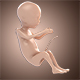 3D Fetus Model - 3DOcean Item for Sale