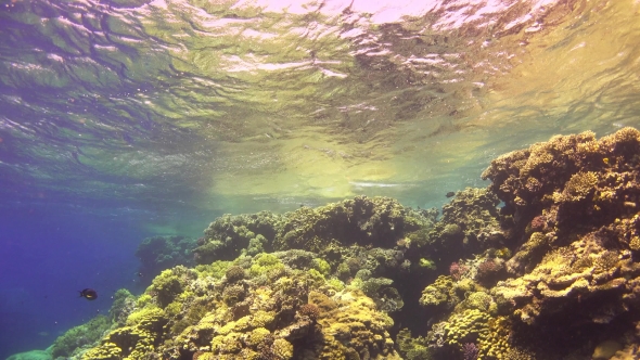 Tropical Fish On Vibrant Coral Reef