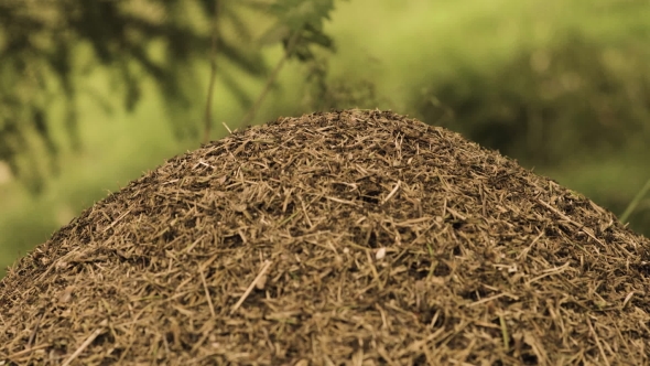 Big Anthill In Wild Forest