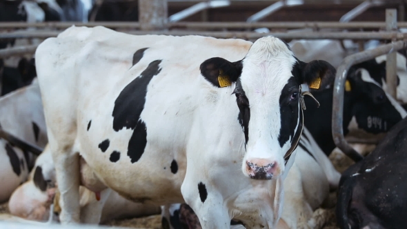 Content Of The Cows In The Barn