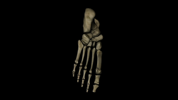 Human Foot Bones Skeleton