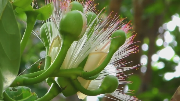 Flower Of Fish Poison Tree