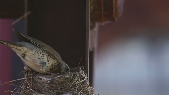 Female Fieldfare On The Nest