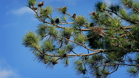 Pine Branches On Windy Summer Day