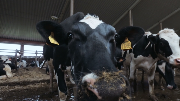 Cow Nose Sniffing The Camera