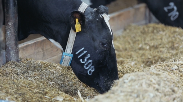 Cow Eats Feed From The Trough