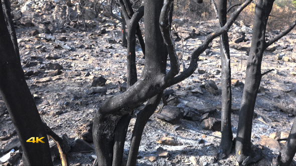 After Forest Fire