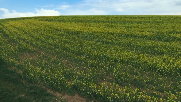 Rape Blossom Fields Under Blue Sky. Aerial View