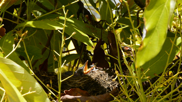 Hangry Baby Birds in a Nest in Tree with Open Beak